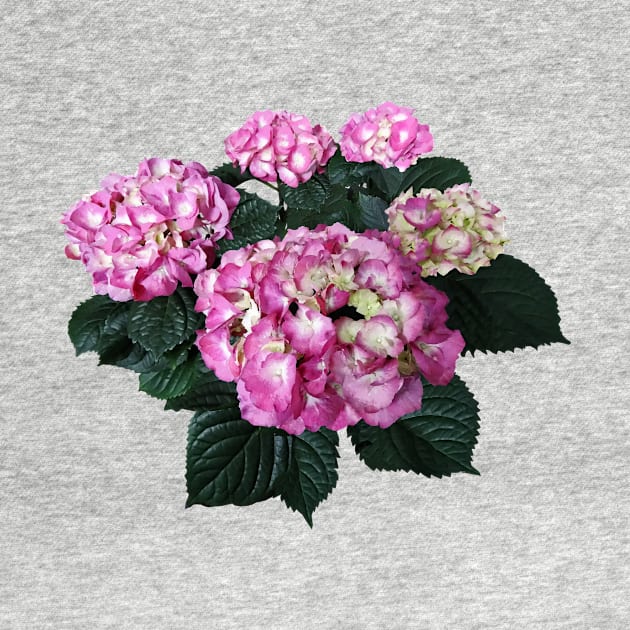 Hydrangeas - Circle of Pink Hydrangea by SusanSavad